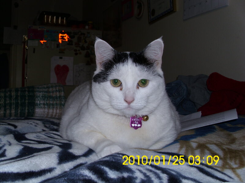 White Cat with Black Patches — Calm