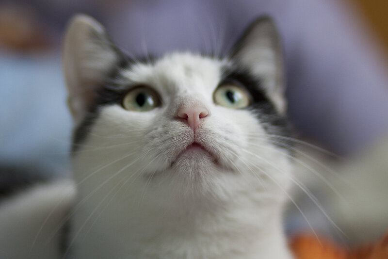 white cat with black patches