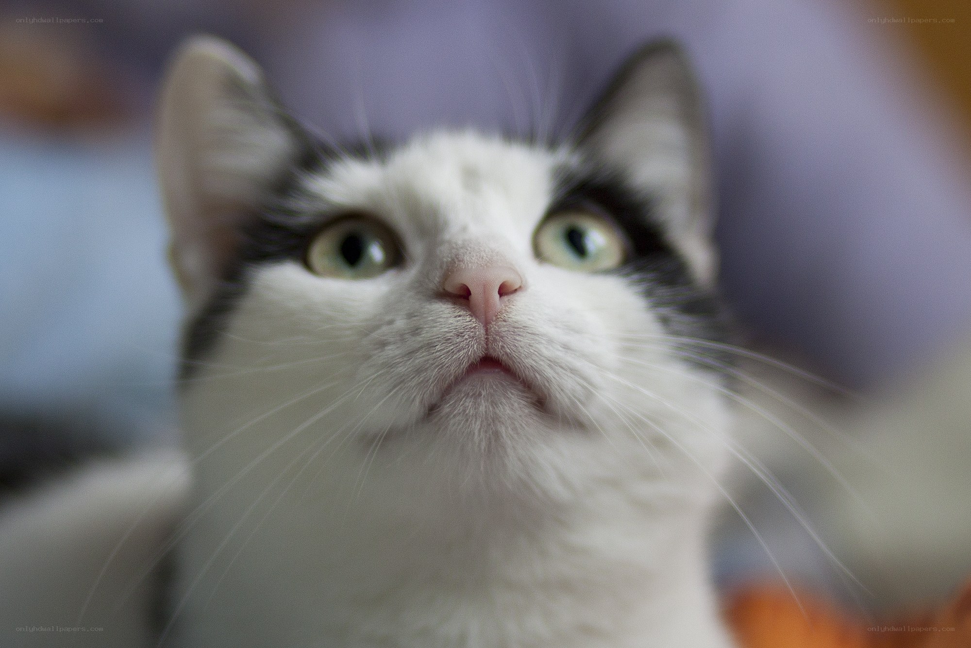 white cat with black patches
