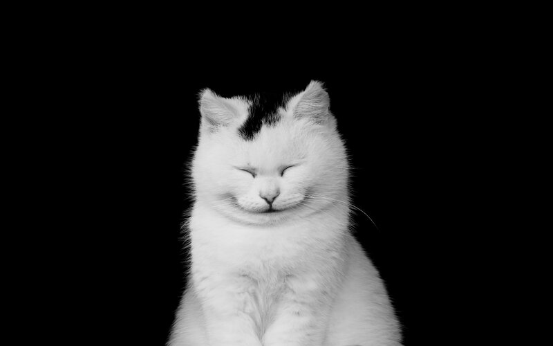 White Cat with Black Spot — Calm