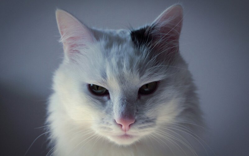 white cat with black spot