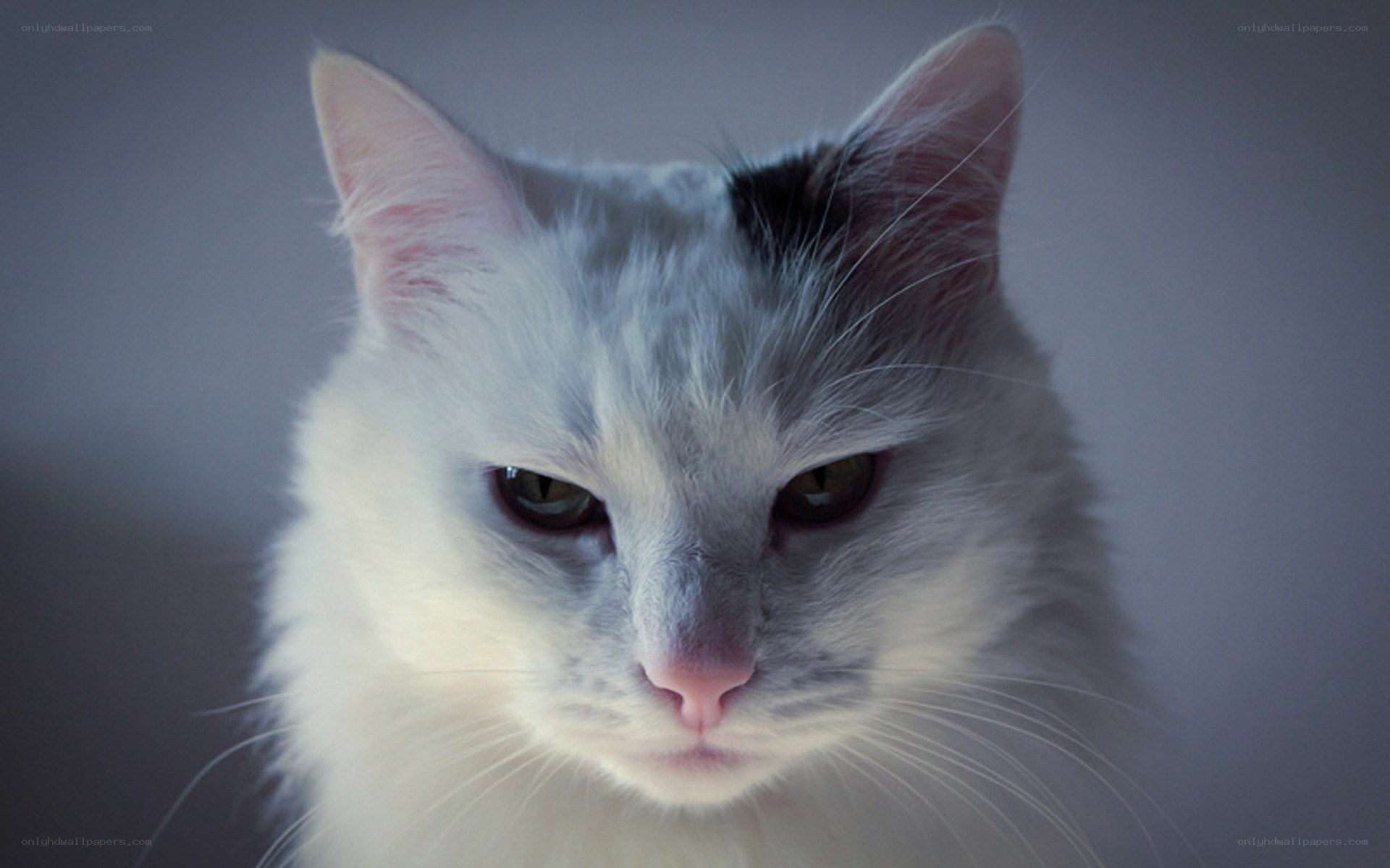 white cat with black spot