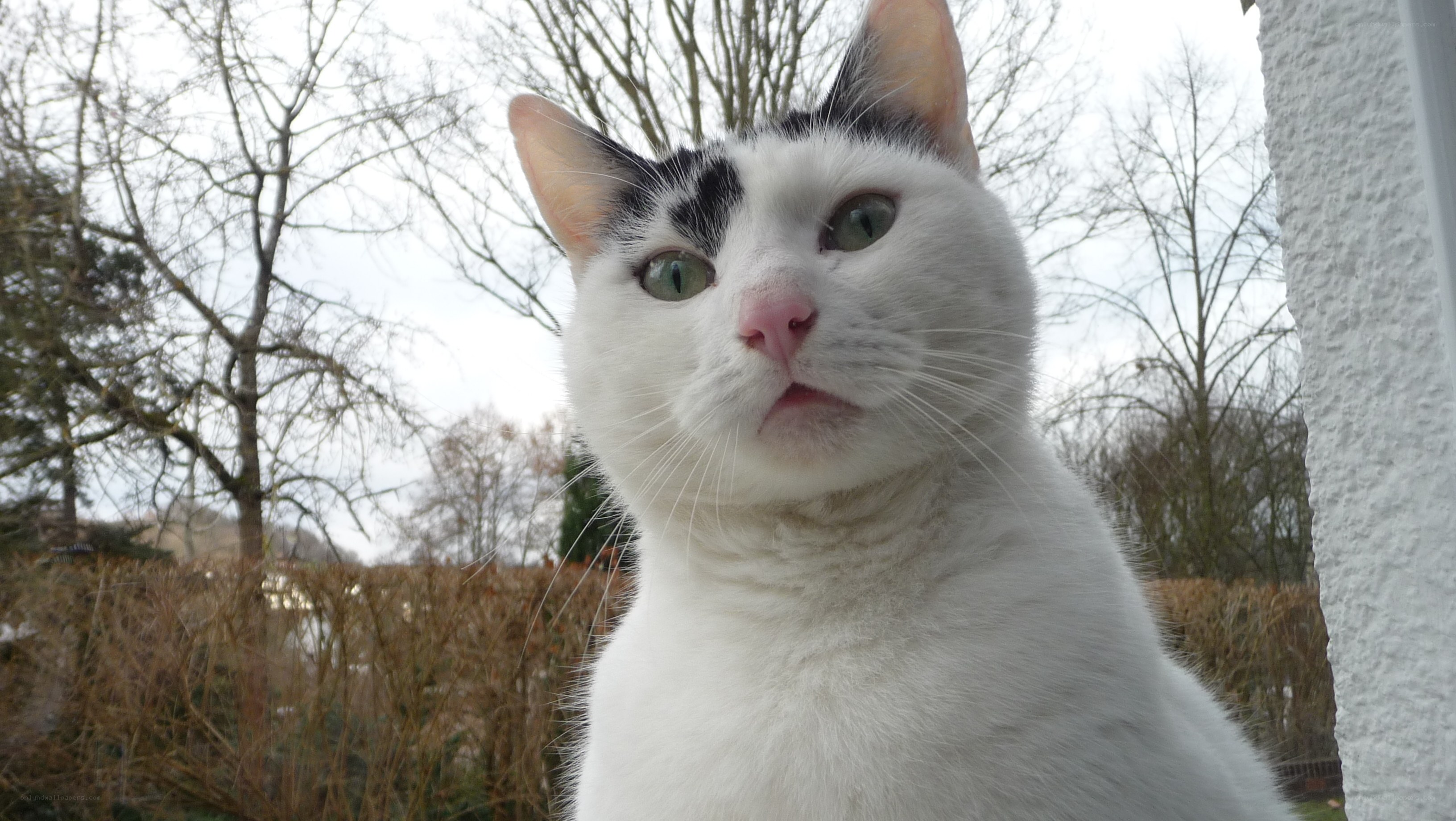 white cat with black spots