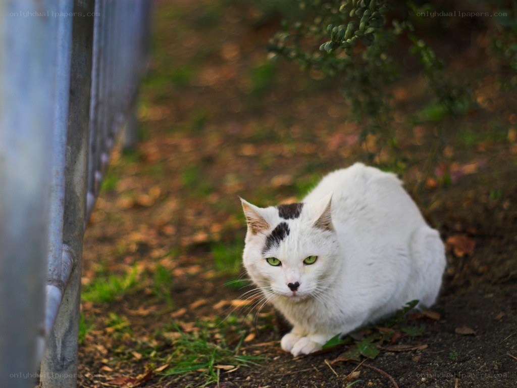 white cat with black spots