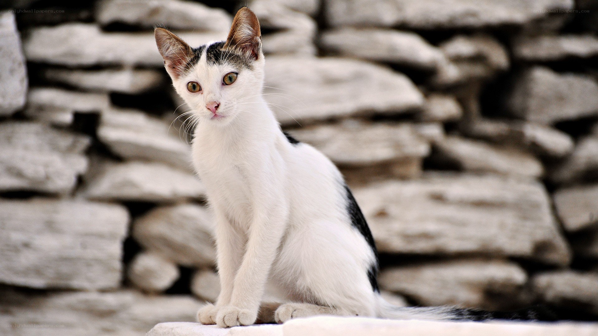 white cat with black spots