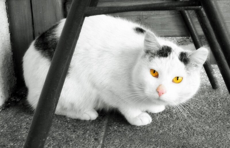 White Cat with Black Spots — Alert