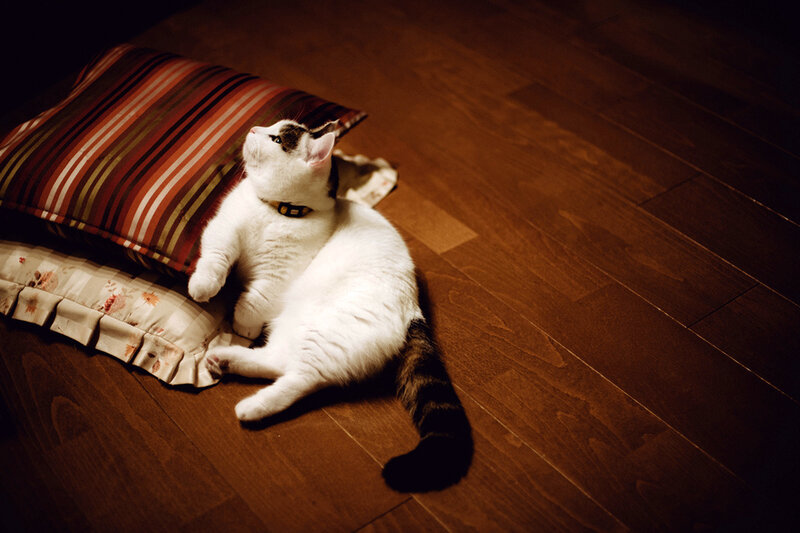 White Cat with Black Spots — Brown