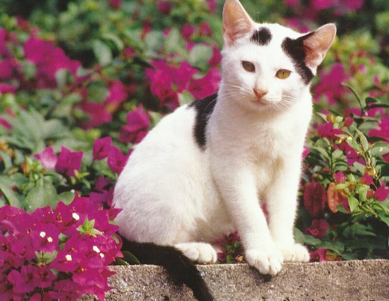 White Cat with Black Spots — Calm, Afternoon, Photograph, Flowers