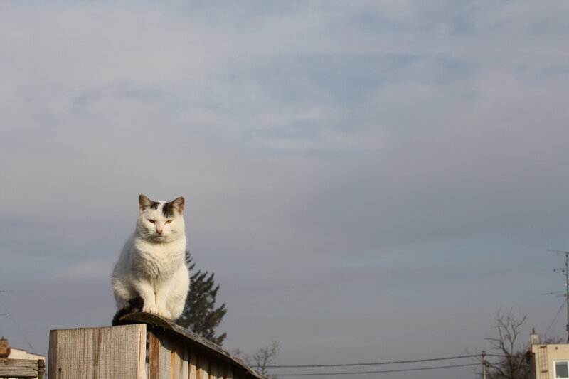 White Cat with Black Spots — Calm, Afternoon, Photograph