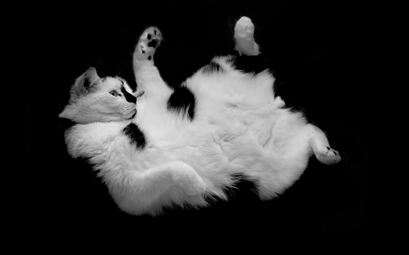 White Cat with Black Spots — Calm, Photograph