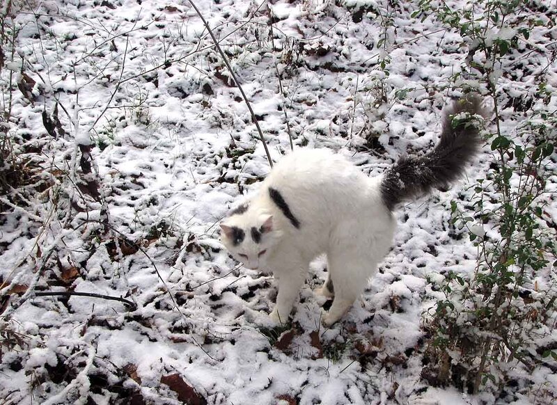 White Cat with Black Spots — Calm