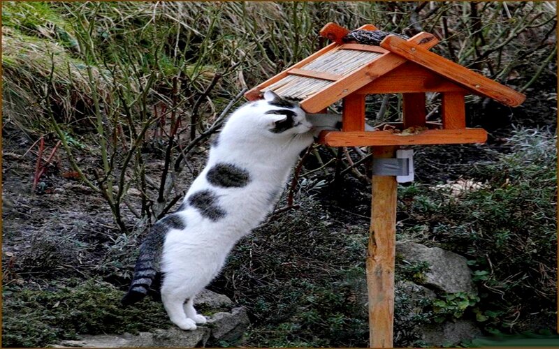 White Cat with Black Spots — Curious, Autumn