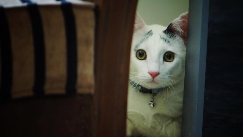 White Cat with Black Spots — Curious, Photograph