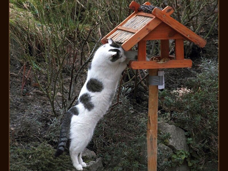 White Cat with Black Spots — Curious