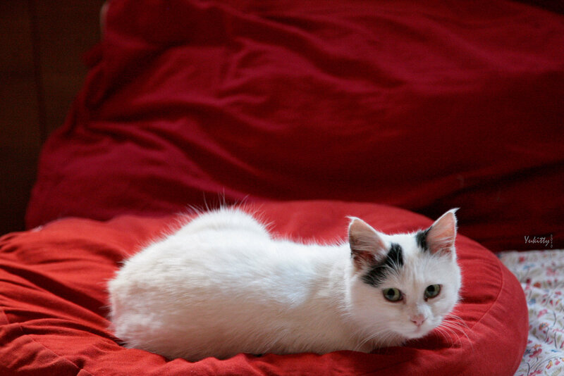 White Cat with Black Spots — Red