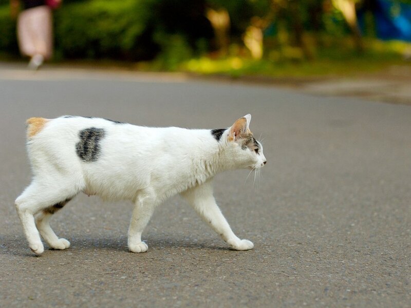 white cat with black spots walking