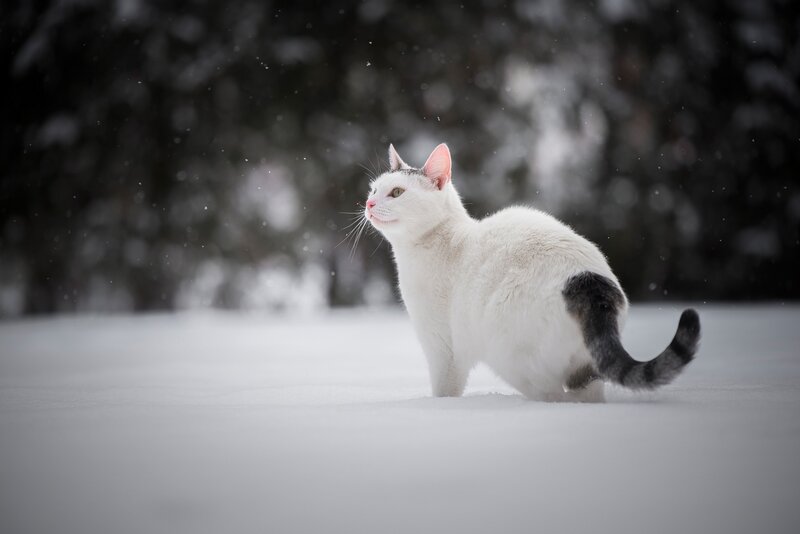 White Cat with Black Tail