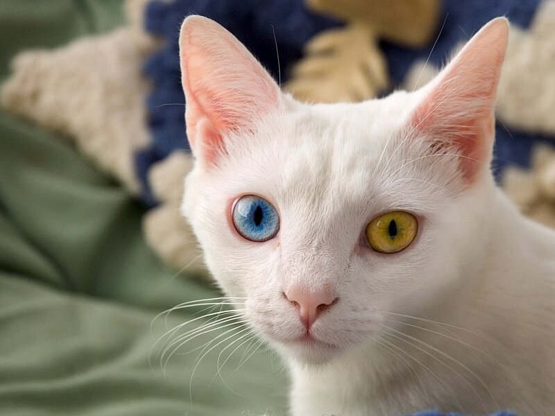 white cat with blue and yellow eyes
