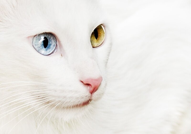 white cat with blue and yellow eyes