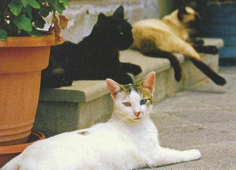 White Cat with Blue Eye — Calm, Afternoon