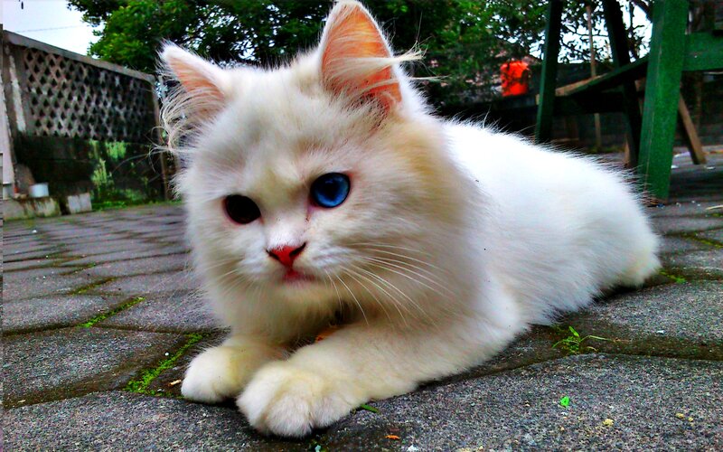White Cat with Blue Eye — Calm