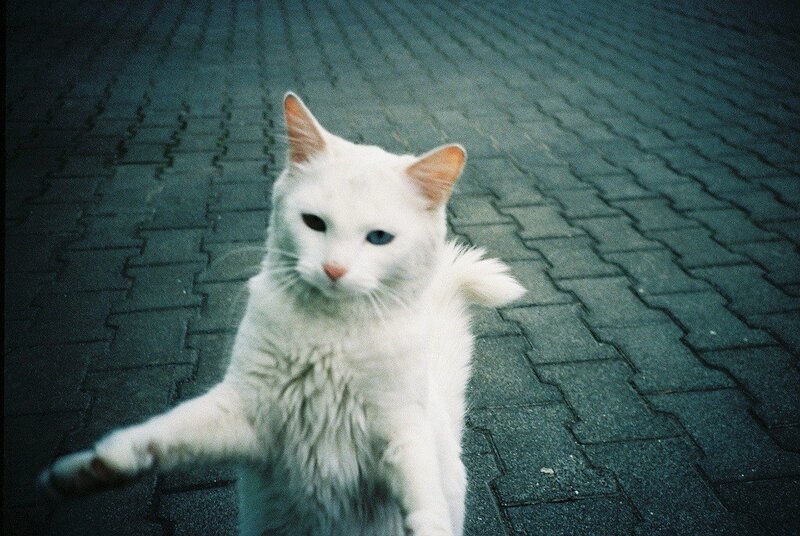 white cat with blue eye