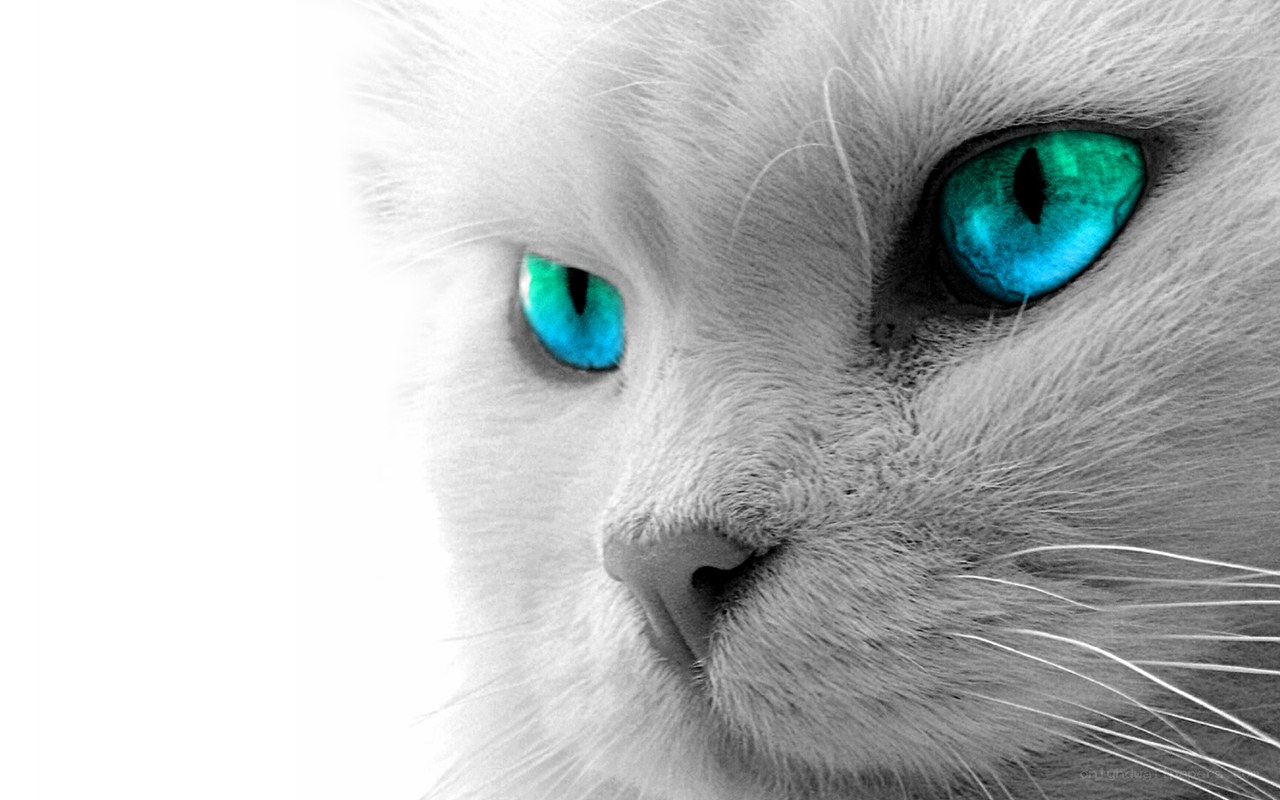 white cat with blue eyes