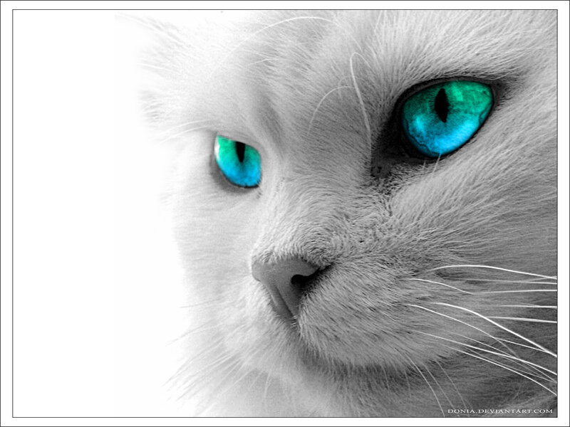 white cat with blue eyes