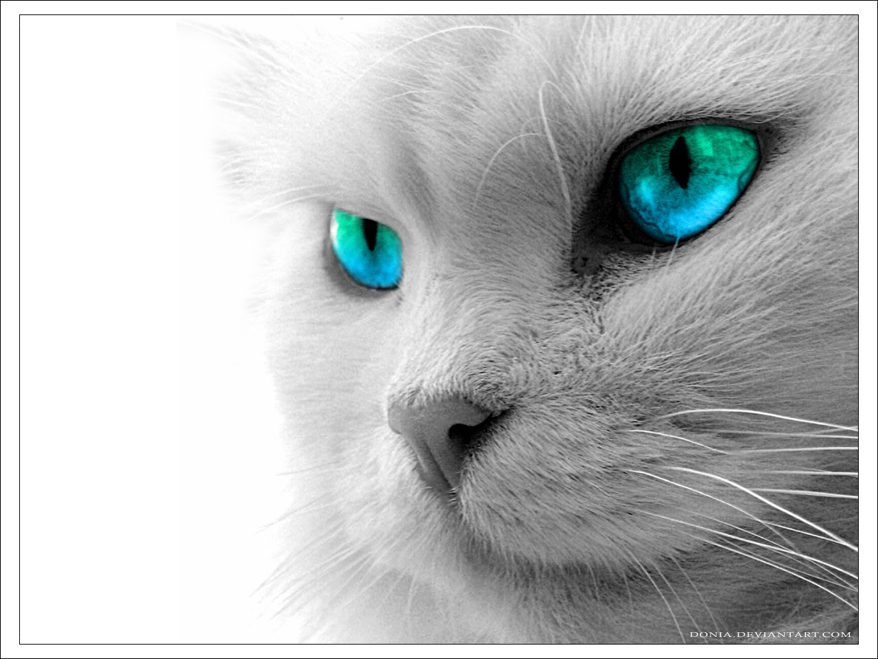 white cat with blue eyes