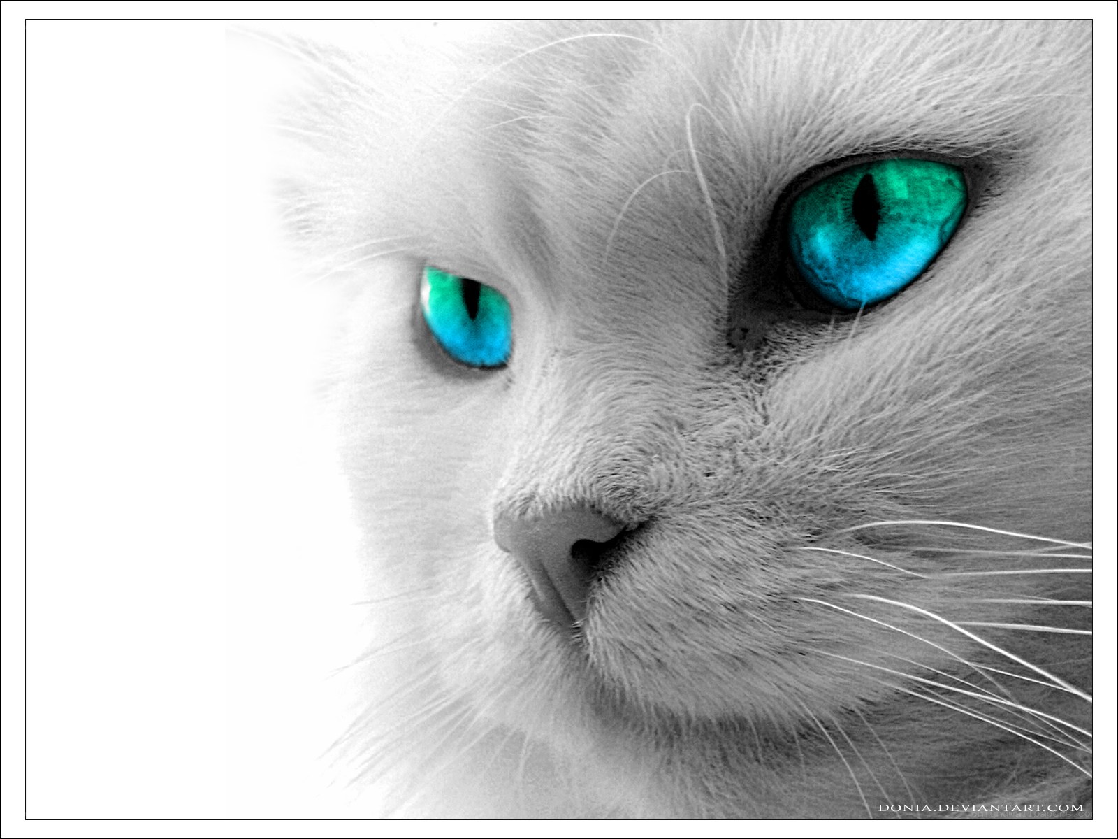 white cat with blue eyes