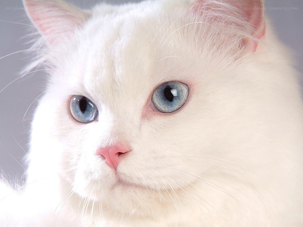 white cat with blue eyes