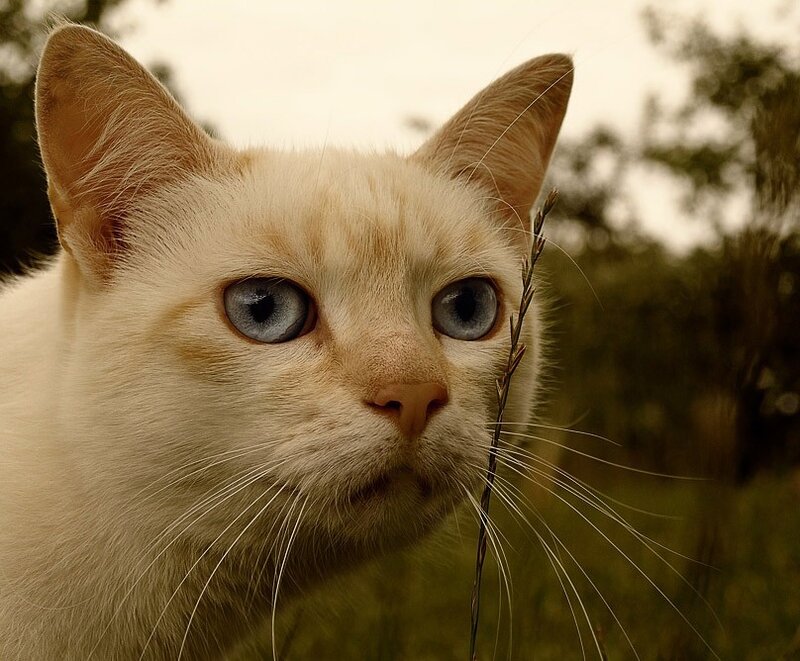 white cat with blue eyes