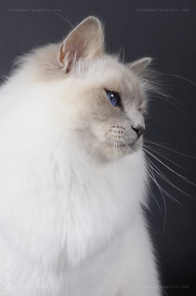 white cat with blue eyes