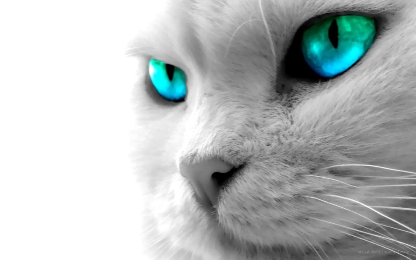 white cat with blue eyes