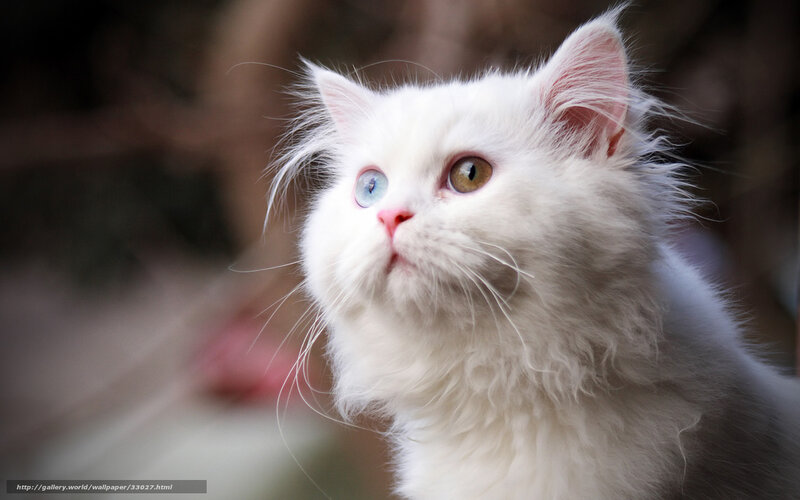 white cat with blue eyes