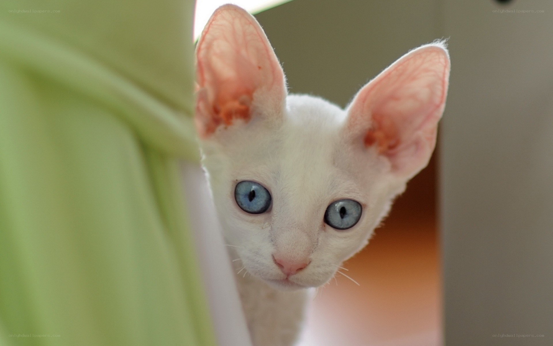 white cat with blue eyes