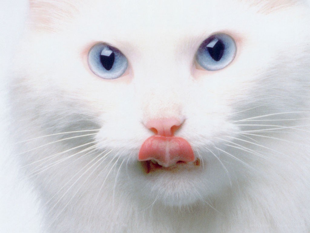 white cat with blue eyes