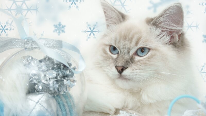 white cat with blue eyes