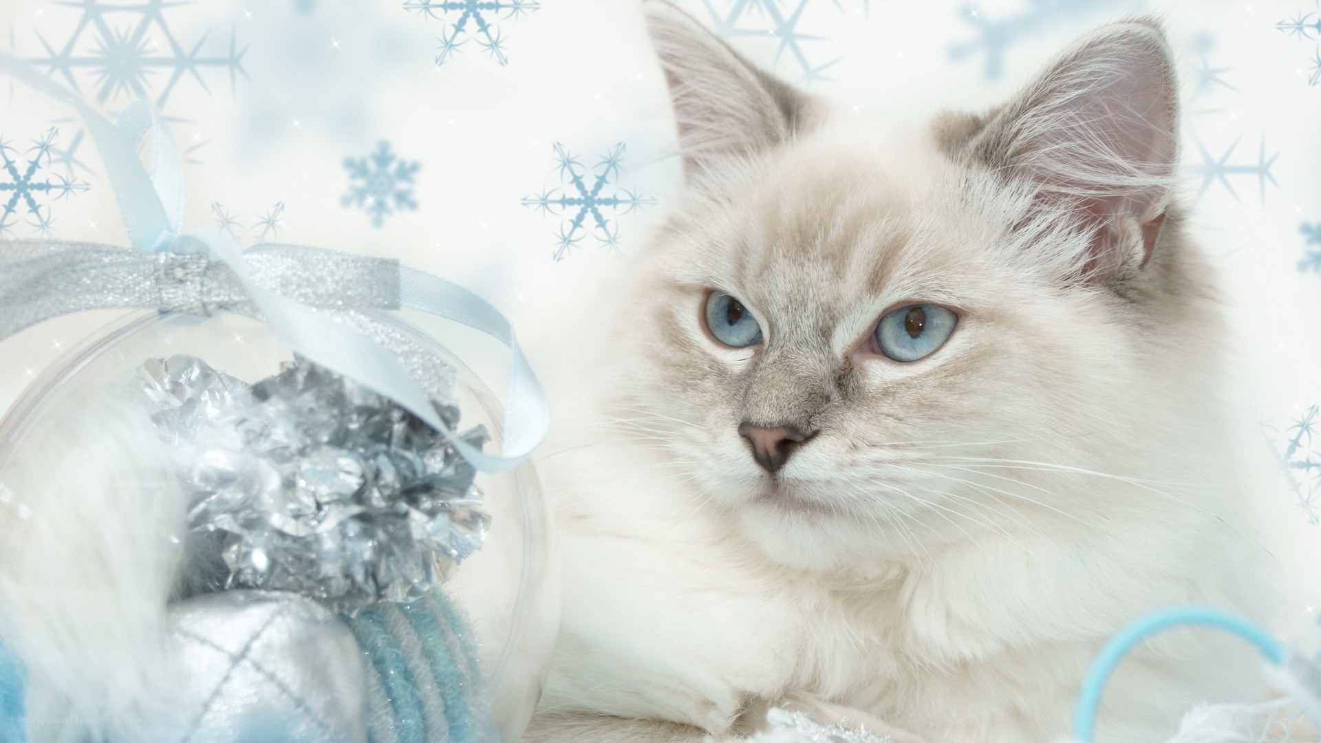 white cat with blue eyes