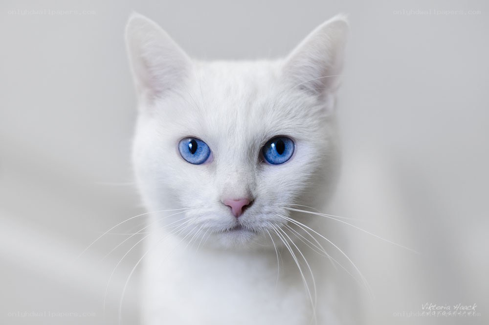 white cat with blue eyes