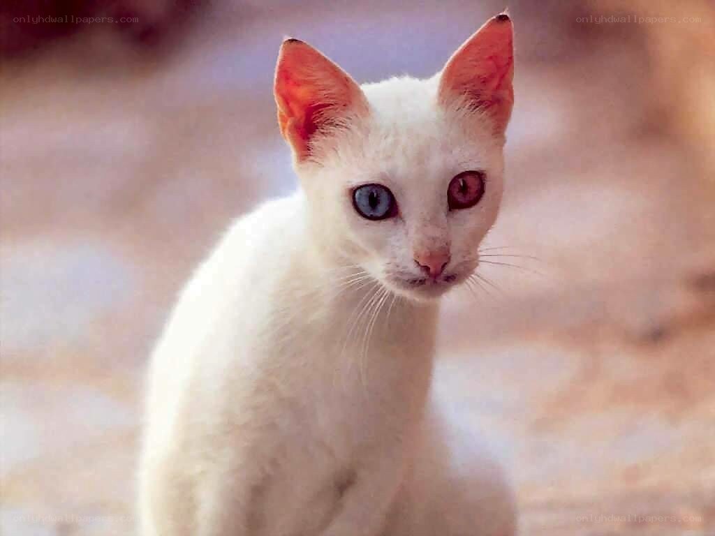 white cat with blue eyes