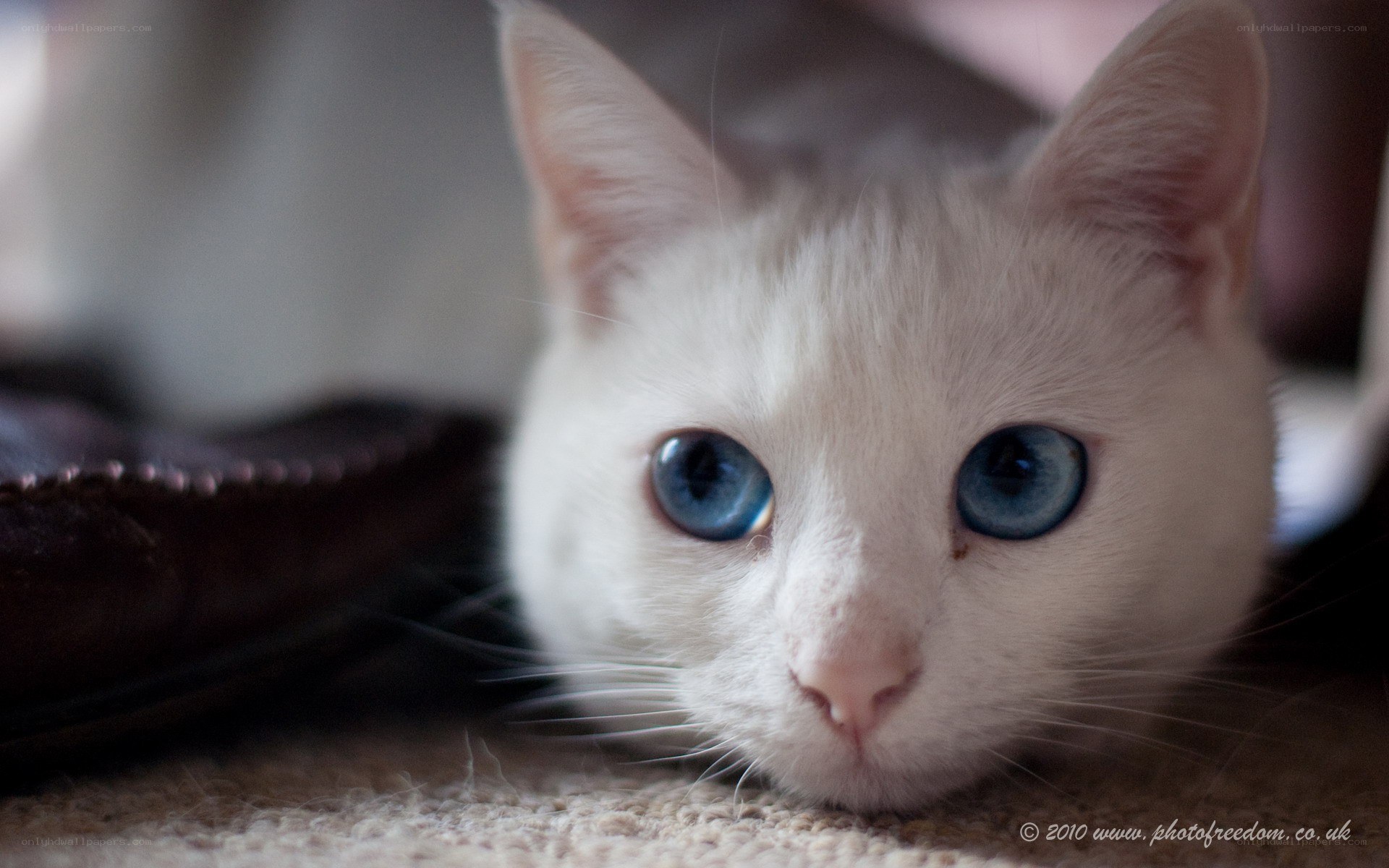 white cat with blue eyes