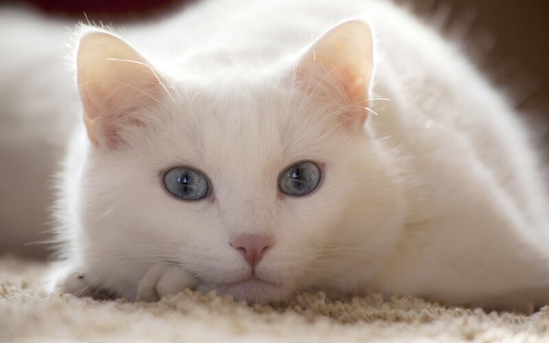 white cat with blue eyes