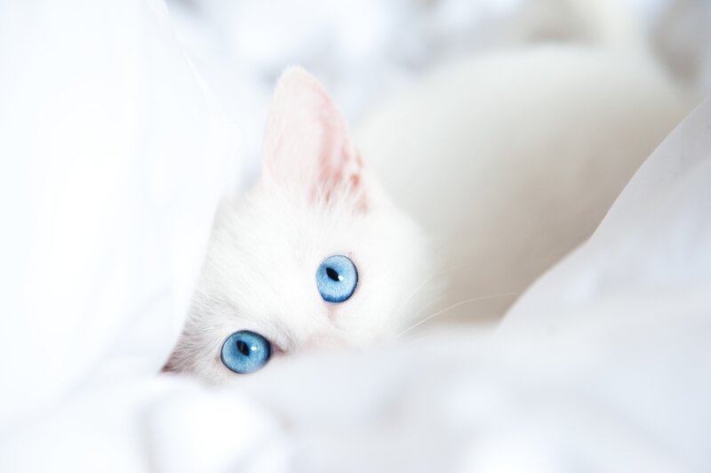 white cat with blue eyes