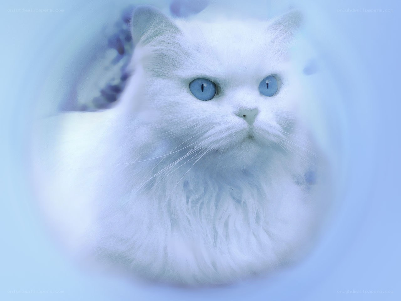 white cat with blue eyes