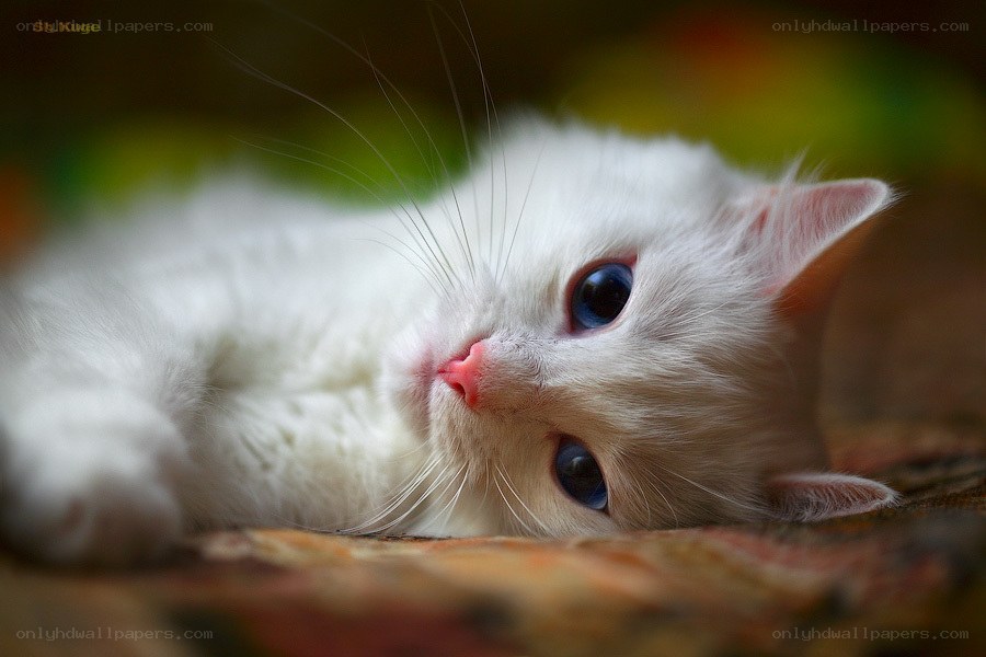 white cat with blue eyes