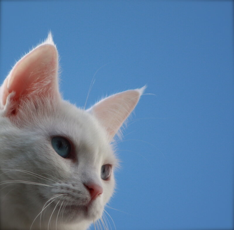 white cat with blue eyes