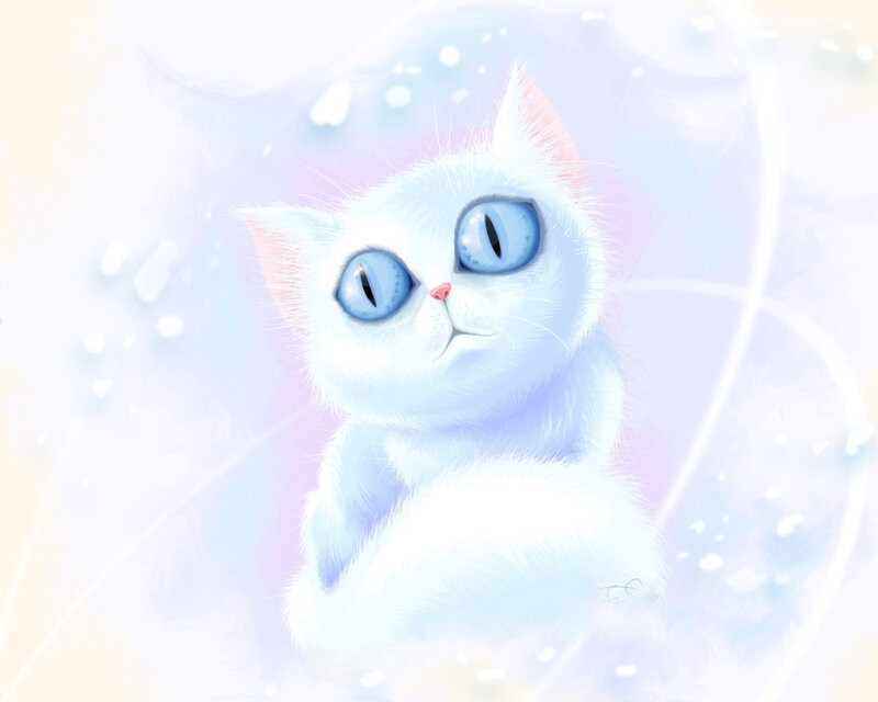 white cat with blue eyes