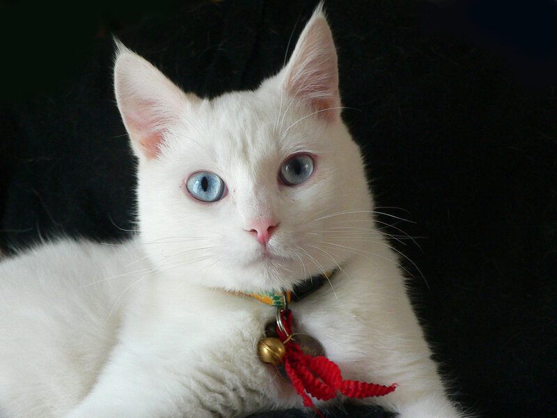 white cat with blue eyes