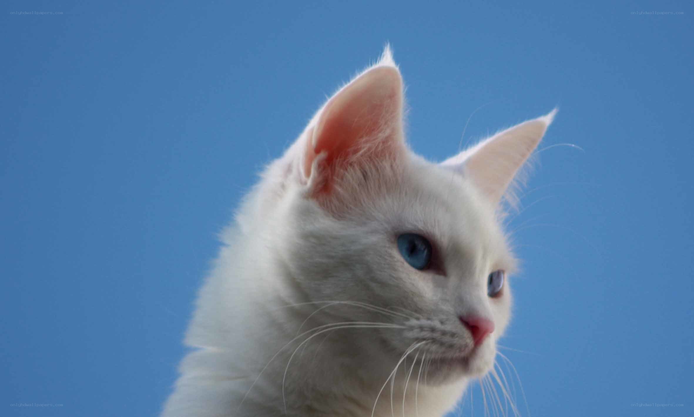 white cat with blue eyes